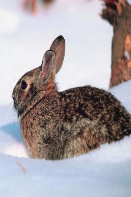 Full Download Journal Winter Rabbit Snow: (Notebook, Diary, Blank Book) -  | ePub
