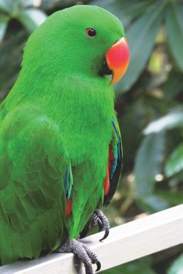 Read Swift Parrot Journal: 150 Page Lined Notebook/Diary -  | ePub