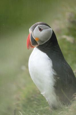 Download Notebear: Atlantic Puffin or Common Puffin, Fratercula Arctica, on Mykines, Faroe Islands Journal - Sarah Bardino file in PDF